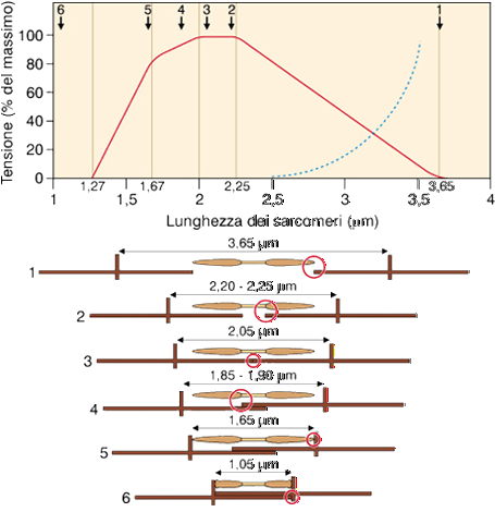SPIEGAZIONE DELLA CURVA TENSIONE-LUNGHEZZA miosina actina 1.