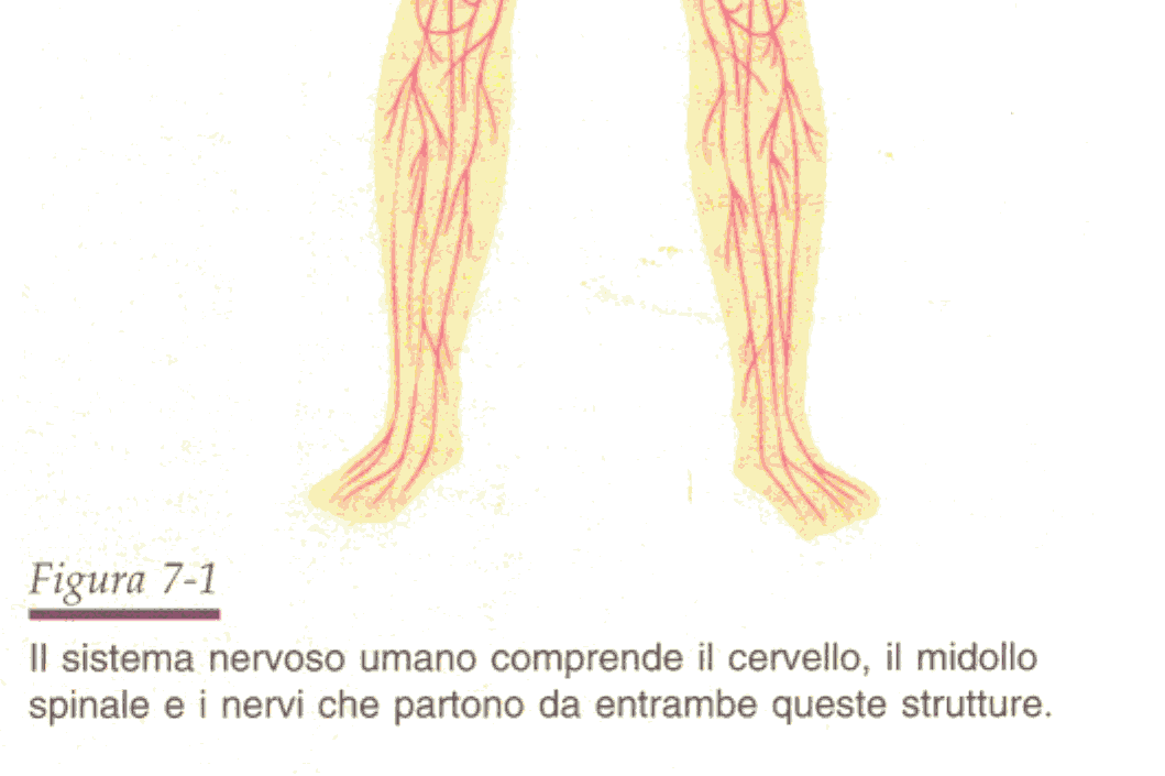 Il sistema nervoso Il sistema nervoso regola il funzionamento di un organismo Fornisce sensazioni sull ambiente interno ed esterno Integra le informazioni