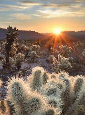 «Joshua Tree National Park» Questo spettacolare parco offre giardini naturali di