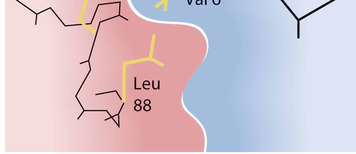 La deossiemoglobina S: la Val 6 mutante interagisce con la Phe 85 La tasca