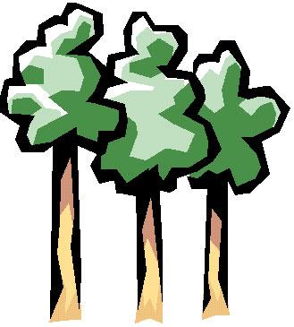 2. Piantumazione di alberi sul territorio Perché piantare alberi: i benefici ambientali Assorbimento di CO 2 In media ogni albero assorbe nel suo intero ciclo di vita dai 700 ai 800 Kg