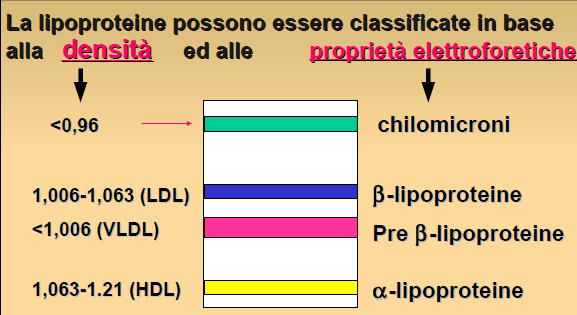 Le lipoproteine si classificano: in base alla migrazione elettroforetica, in -lipoproteine (HDL), pre-