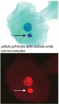 BIOMARCATORE DI EFFETTO BIOLOGICO Test dei micronuclei I micronuclei, che si formano