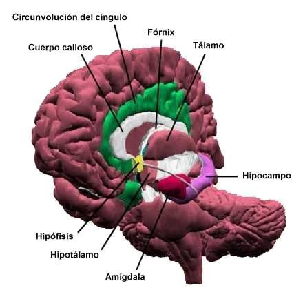 IL SISTEMA LIMBICO Il sistema limbico comprende alcune regioni del diencefalo e del telencefalo che coordinano le afferenze sensoriali con le reazioni corporee e le necessità viscerali (Papez 19589)