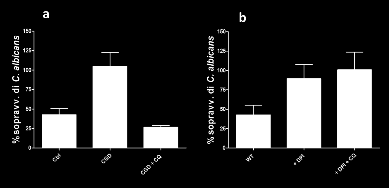 Figura 18: Attività microbicida di PMN umani (a) e peritoneali murini (b) nei confronti di C. albicans: effetto della clorochina.