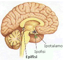 EPIFISI Epifisi o ghiandola pineale: secerne melatonina induce