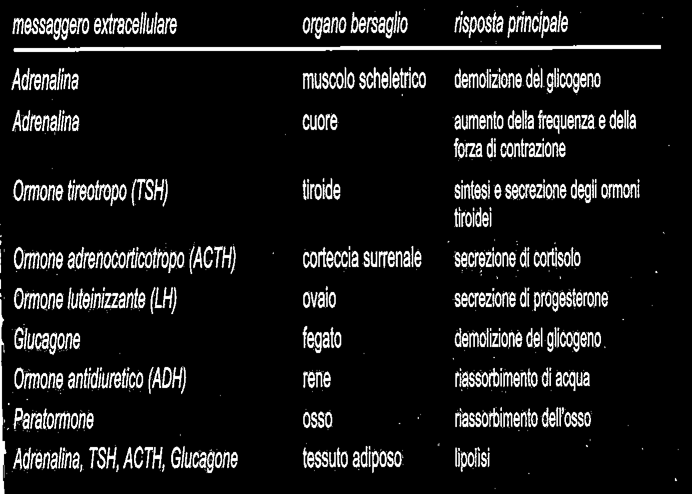 camp Esplica la sua azione tramite enzimi fosforilanti; tra questi