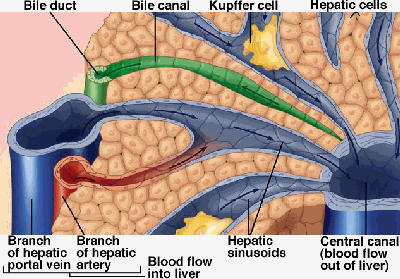 Tra le file di epatociti che si irradiano verso la vena centro-lobulare ci sono capillari sanguigni chiamati SINUSOIDI.