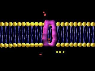 The nutrients have to go through the cells to get absorbed, and that is a process that is regulated by