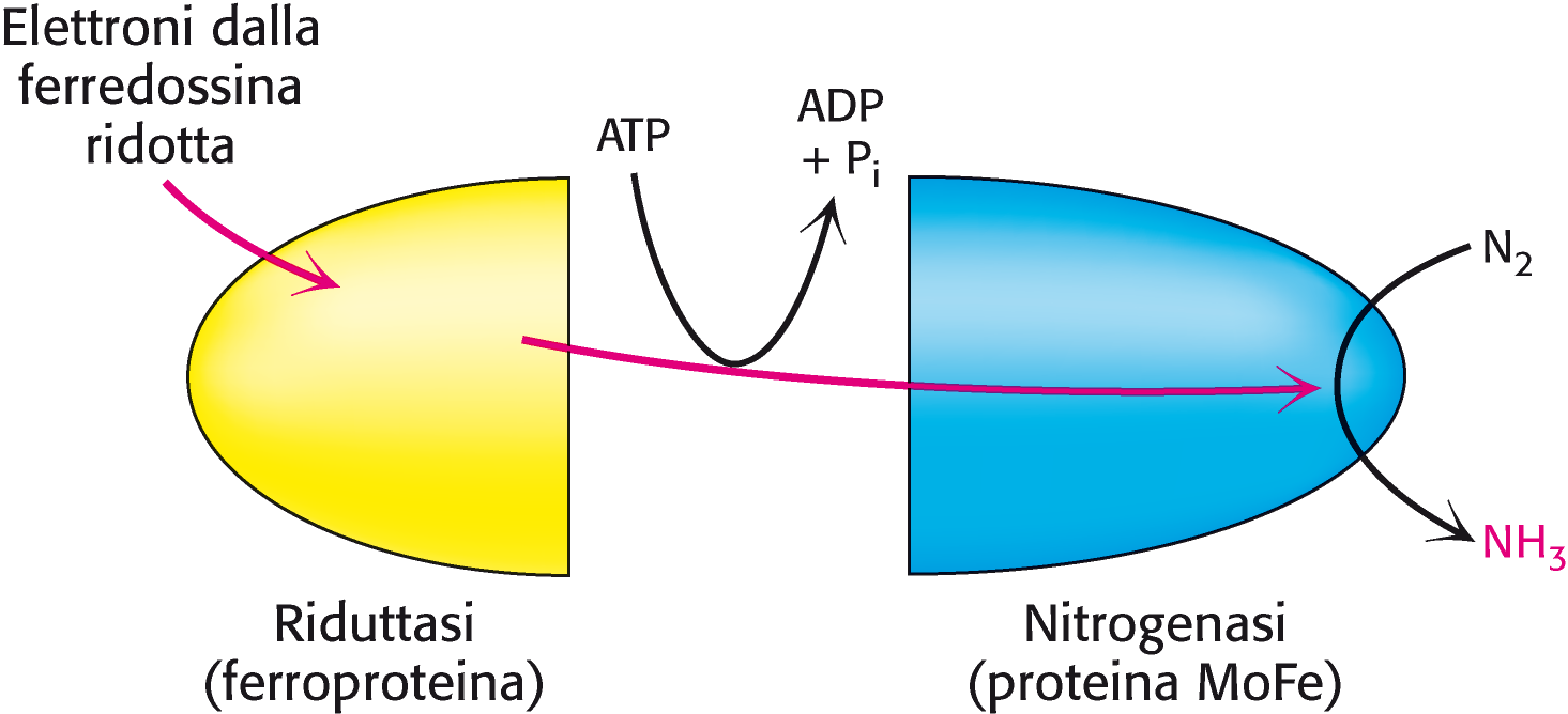 Fissazione dell azoto Gli elettroni fluiscono dalla ferredossina attraverso la riduttasi alla nitrogenasi per ridurre l azoto