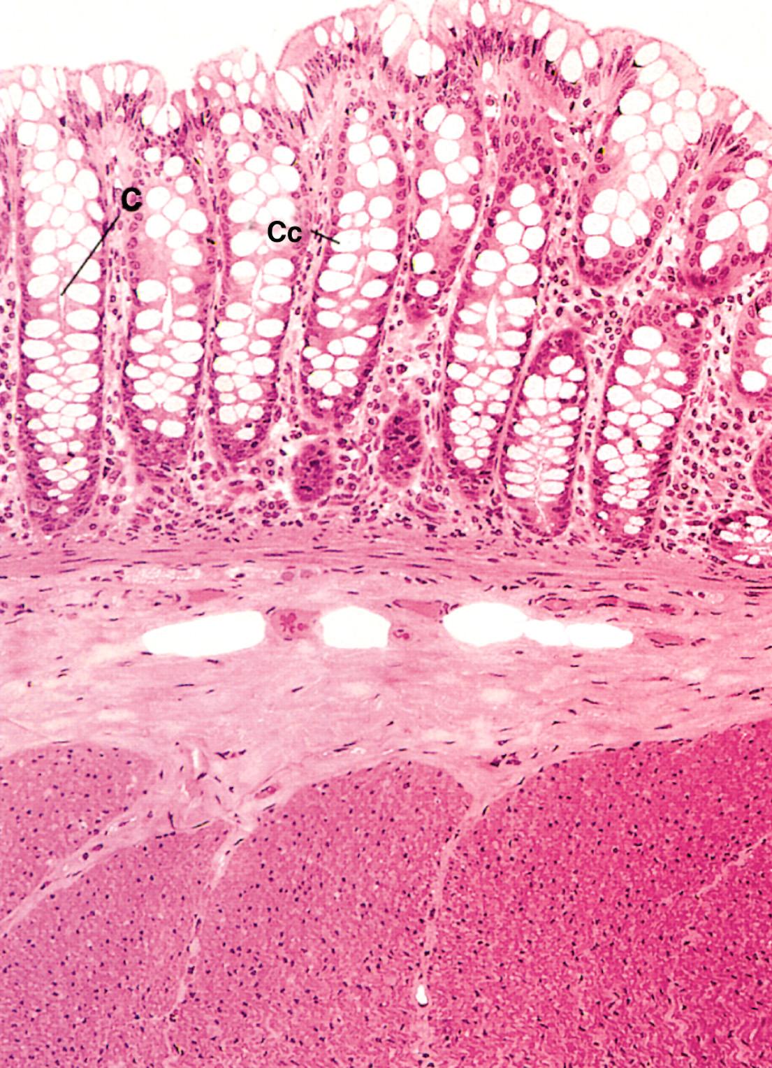 Ricca di cripte del Lieberkuhn 4 tipi di cellule Rigenerazione Caliciformi
