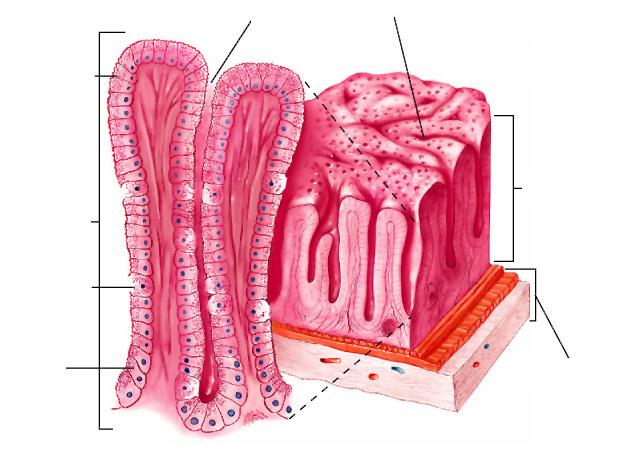 Fossette gastriche Cellule mucipare Ghiandole gastriche