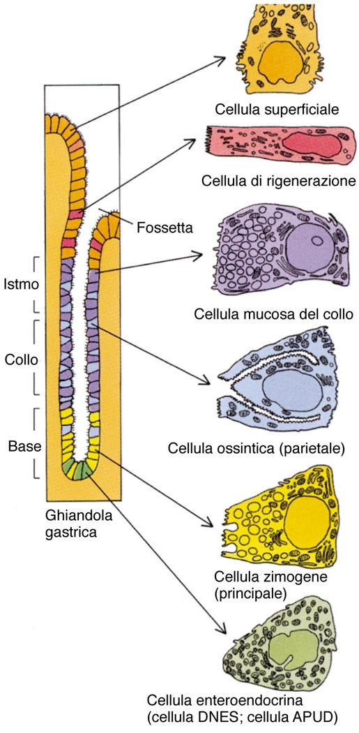 Fossette Invaginazioni che uniscono il dotto delle ghiandole all epitelio dello stomaco