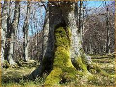 osservare il tronco di un albero: dove cresce il muschio, cioè dove non arriva