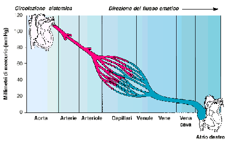 Grafico (mmhg e