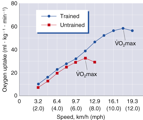 Massimo Consumo di Ossigeno (VO 2 max) Limite più elevato nell abilità di una persona di aumentare il consumo di ossigeno Buon indicatore della resistenza cardiorespiratoria e della fitness aerobica