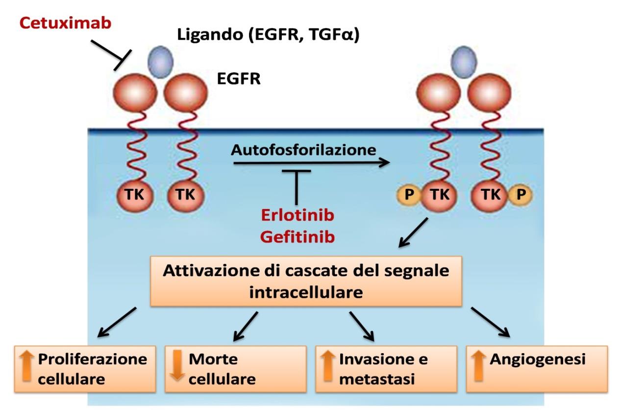 Meccanismo D azione Il cetuximab tende a legarsi al EGFR con affinità 5-10 volte maggiore rispetto ai ligandi endogeni, competendo con l EGF (fattore di crescita epidermico) per il sito di legame.