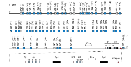 delle cellule T periferiche (ad esempio Vβ1-Vβ5), mentre altri sono solo raramente utilizzati (ad esempio Vβ11, Vβ16, Vβ18 e Vβ23). Figura 8: Diagramma schematico del complesso genico TCRβ.