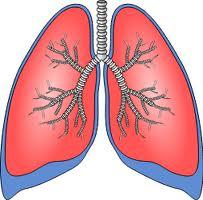 Tuttavia c è da porre notevole attenzione al fatto che il polmone teme gli ALIMENTI ALLERGOGENI.