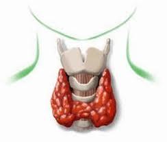 Carne e funzione tiroidea La carne, soprattutto quella rossa, rappresenta un forte stimolo della funzione tiroidea Per questo motivo può essere un supporto in pazienti con ipotiroidismo mentre deve