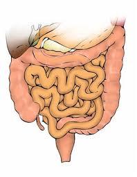 Carne e intestino In caso di STIPSI dovuto a diete ad elevato contenuto proteico, è buona norma non soltanto ridurre il consumo di carni ad elevato contenuto proteico, ma agevolare in qualche modo l