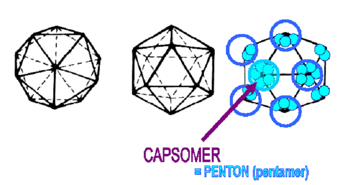 Simmetria icosaedrica I capsomeri ai 12 vertici hanno una simmetria pentamerica ed