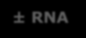 Varietà dell organizzazione genomica nei virus umani +DNA ±DNA - DNA DNA-polimerasi RNAdipendente