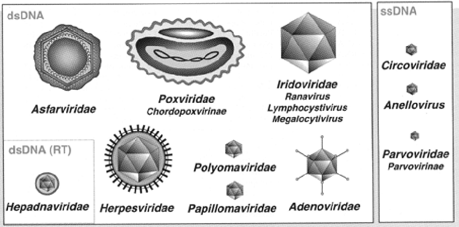 Virus a DNA dei