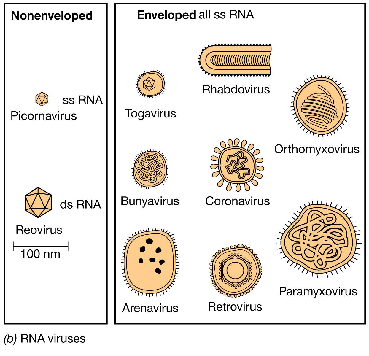 Virus a RNA, nudi e con pericapside ss = single