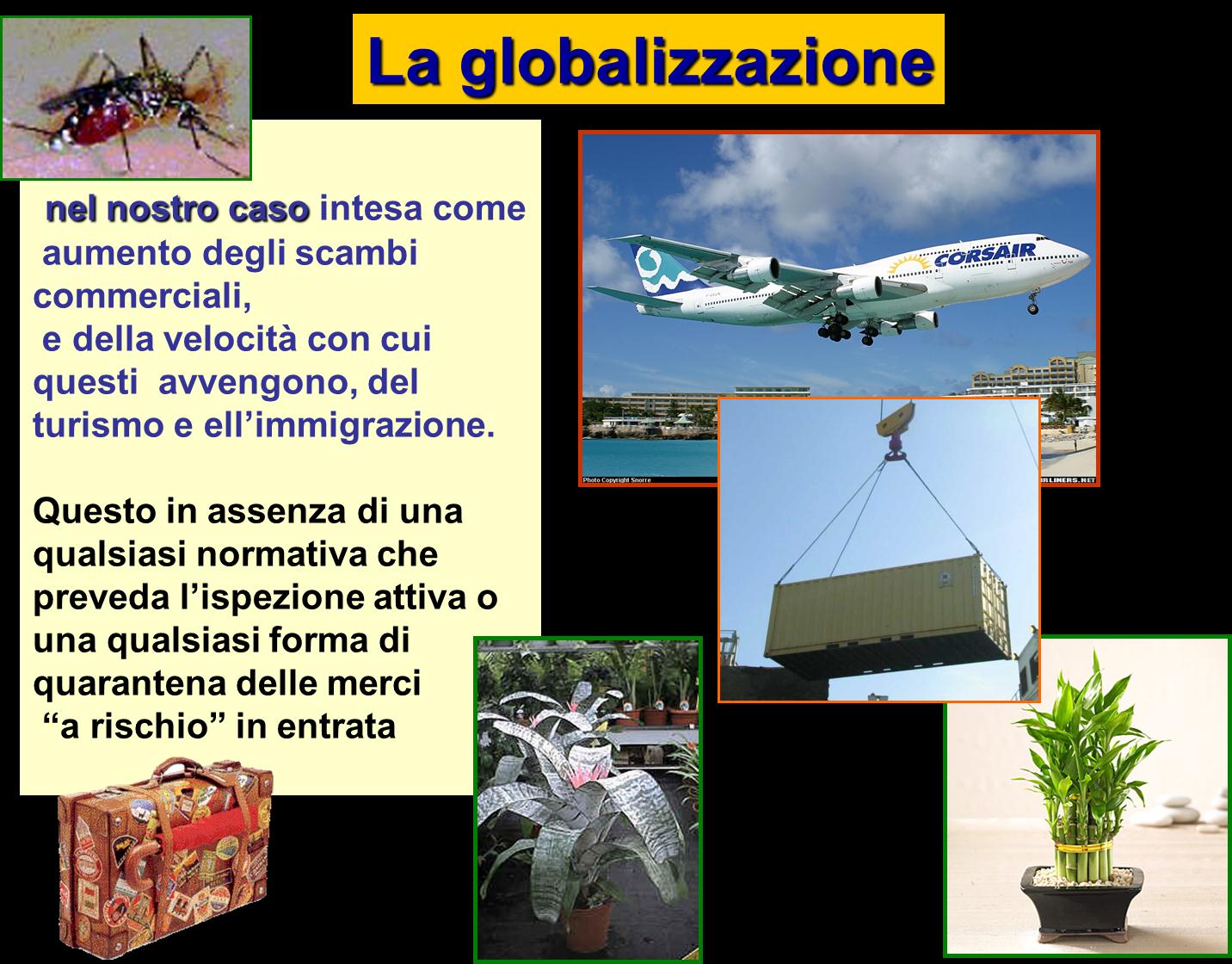 3) 4) GLOBALIZZAZIONE: INTRODUZIONE DELL ORGANISMO ALLOCTONO Dopo 25 ANNI DAL PRIMO INGRESSO DI AEDES