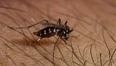 Malattie trasmesse da zanzare (MBD) in Italia: Cosa dobbiamo attenderci per il futuro OGGI 3 specie di interesse sanitario importanti e 2 patologie endemiche o divenute tali: Aedes albopictus Culex