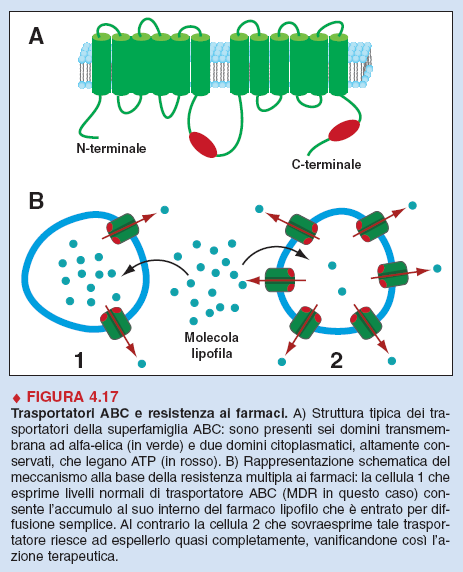 Struttura dei trasportatori ABC 4 domini: 2 integrali idrofobici e 2 citoplasmatici ciascuno dei 2 domini integr.