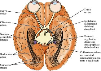 CORPO GENICOLATO LATERALE CELLULE GANGLIARI