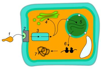 ORMONI VEGETALI O FITORMONI Definizione Sostanze naturali in grado di influenzare anche a basse concentrazioni i processi fisiologici delle piante Azione (recettori specifici) Biosintesi Veloci o