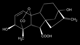 Gibberelline Acido gibberellico (GA 3 ) Ritrovamento e localizzazione.