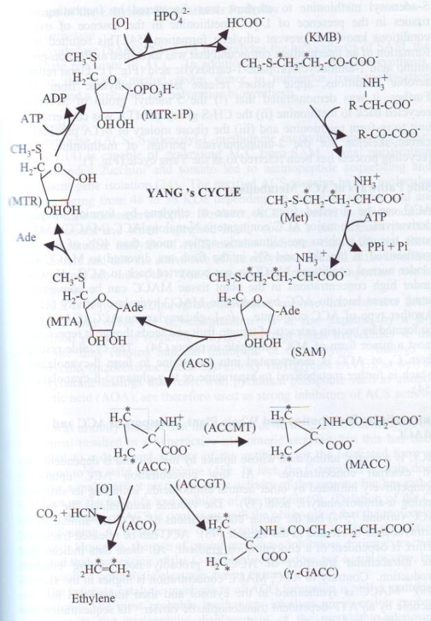 Etilene Ritrovamento e localizzazione. Inizialmente considerato composto volatile delle mele, in seguito identificato come ormone vegetale (1950) grazie alla nascita della gas-cromatografia.