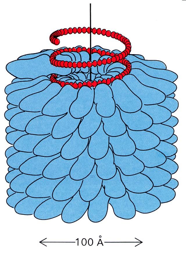 Virus TMV RNA capside I virus non sono organismi