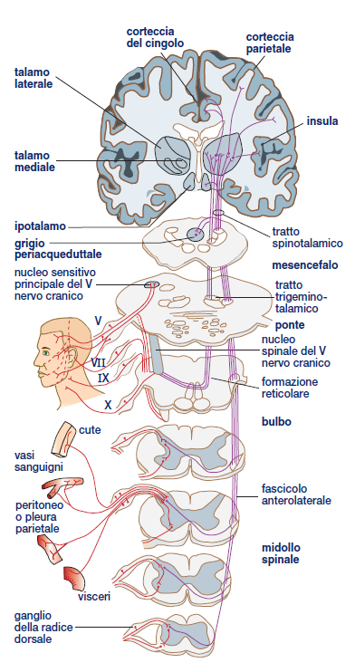 via SPINORETICOLARE che origina dai neuroni nocicettivi delle lamine VII e VIII (ventrali) e raggiunge la formazione reticolare del Tronco dell encefalo.