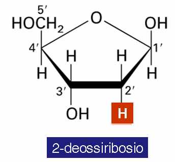 DNA (acido deossiribonucleico) 1) Acido fosforico 2) Deossiribosio 3) Basi