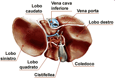 CISTIFELLEA E PANCREAS IL PANCREAS produce il Succo pancreatico (circa 1 l al giorno) formato da