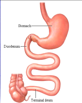 Duodeno In questo tratto glucidi, proteine e lipidi vengono attaccati da un insieme di enzimi secreti dal fegato e dal pancreas.