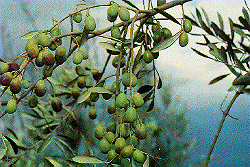 I Rami Ramo a frutto Ramo a ridotta vigoria e portamento più o meno pendulo.
