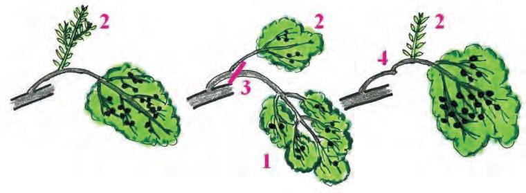 PRINCIPI TEORICI POTATURA DELL OLIVO Una volta esaurite le branchette fruttifere (defogliate/germogli corti)