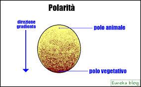 La polarità dell uovo Il tuorlo (deutoplasma) dell'uovo in genere non è distribuito in modo uniforme, ma secondo un gradiente di concentrazione: è più abbondante verso il polo vegetativo dell'uovo,