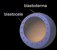 La gastrulazione: si formano i tessuti embrionali Successivamente interviene il processo di gastrulazione durante il quale le cellule della blastula si organizzano in tre foglietti embrionali
