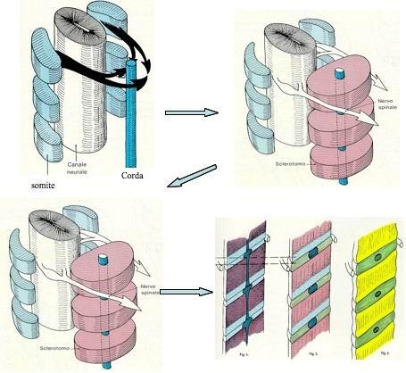 Il celoma Il mesoderma si suddivide in vescicole simmetriche, dette somiti. I somiti sono collegati per mezzo di peduncoli al rimanente mesoderma che delimita una cavità interna definita celoma.