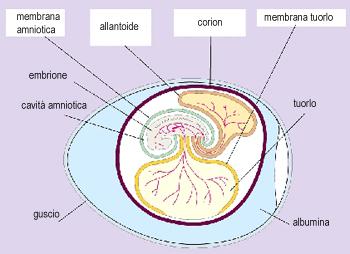 L organogenesi L'organogenesi è il processo con cui si formano i definitivi tessuti ed organi e si determina l'accrescimento corporeo dell'embrione.