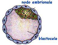 Le cellule staminali Le cellule staminali sono cellule in grado di mantenere capacità proliferative durante tutta la vita dell'individuo, insomma rimangono eternamente giovani; esse si dividono