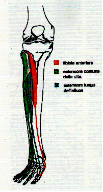 Capitolo 1. Anatomia della regione dell avampiede Figura 1.11.