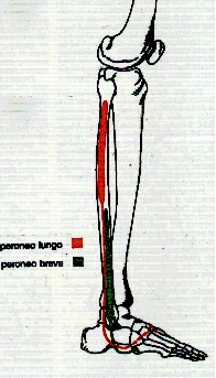 Capitolo 1. Anatomia della regione dell avampiede Figura 1.12. Muscoli laterali della gamba muscoli posteriori della gamba (Figura 1.